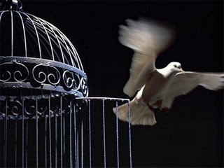 flying bird out of its cage the best for the post